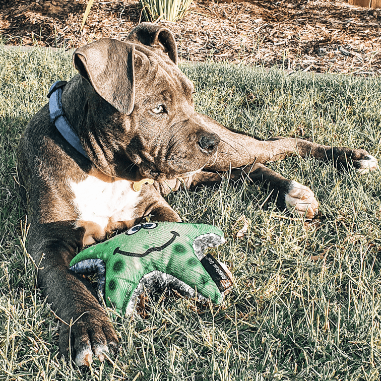 Stanley The Starfish-Rover Pet Products