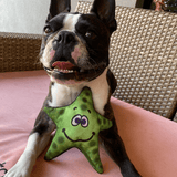 Stanley The Starfish-Rover Pet Products