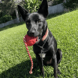 Stars & Stripes Ball Reward Toy-Dog Toy-Rover Pet Products