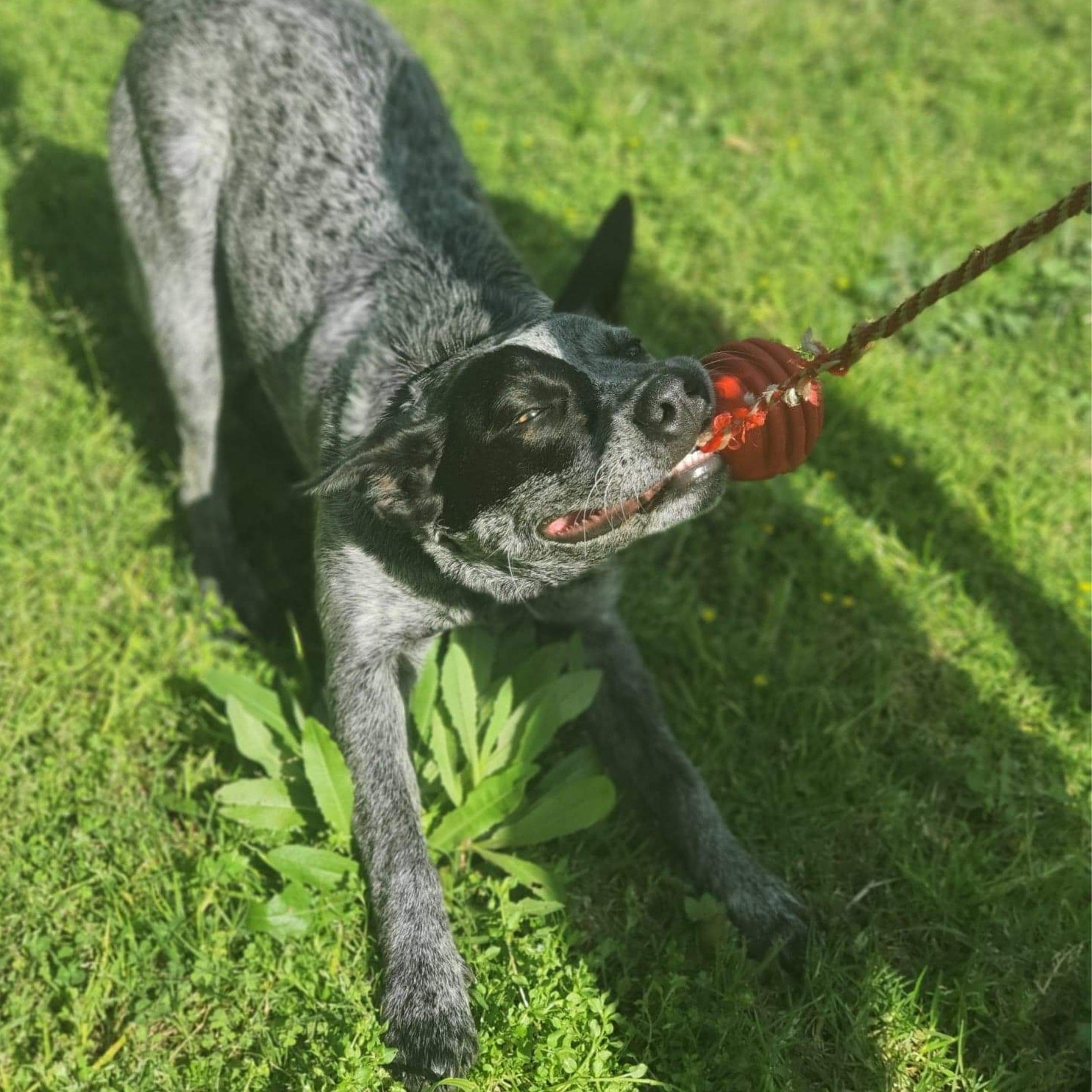 Stars & Stripes Ball Reward Toy-Dog Toy-Rover Pet Products