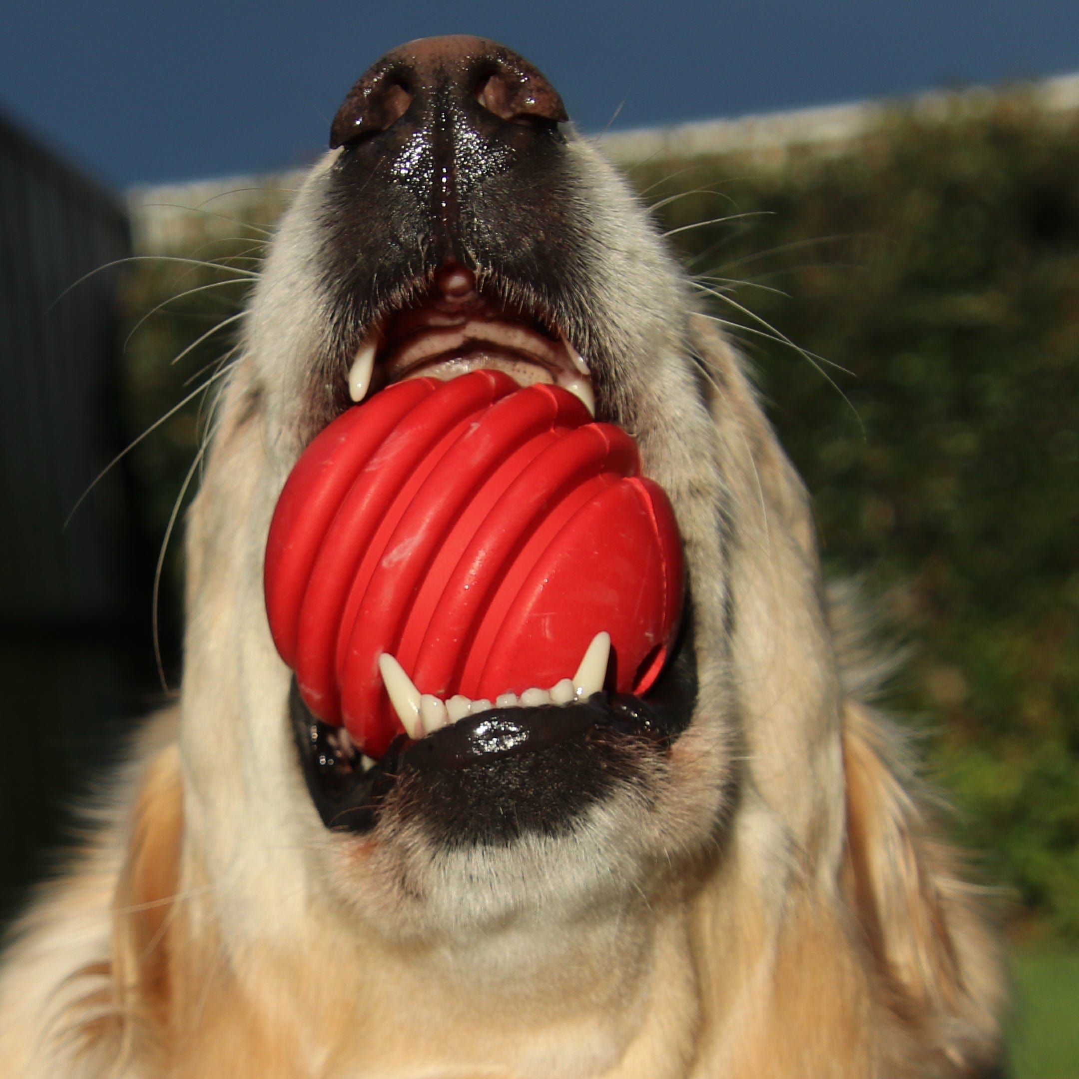 Stars & Stripes Ball-Dog Toy-Rover Pet Products