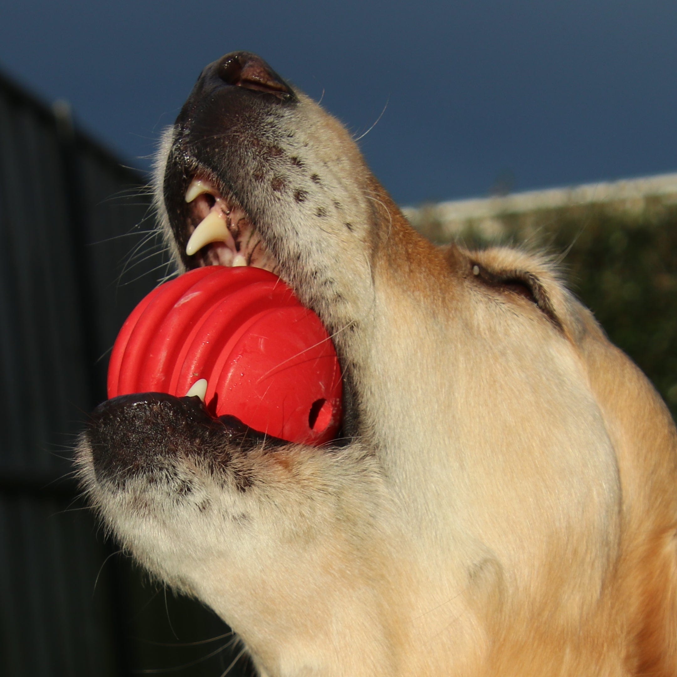 Stars & Stripes Ball-Dog Toy-Rover Pet Products