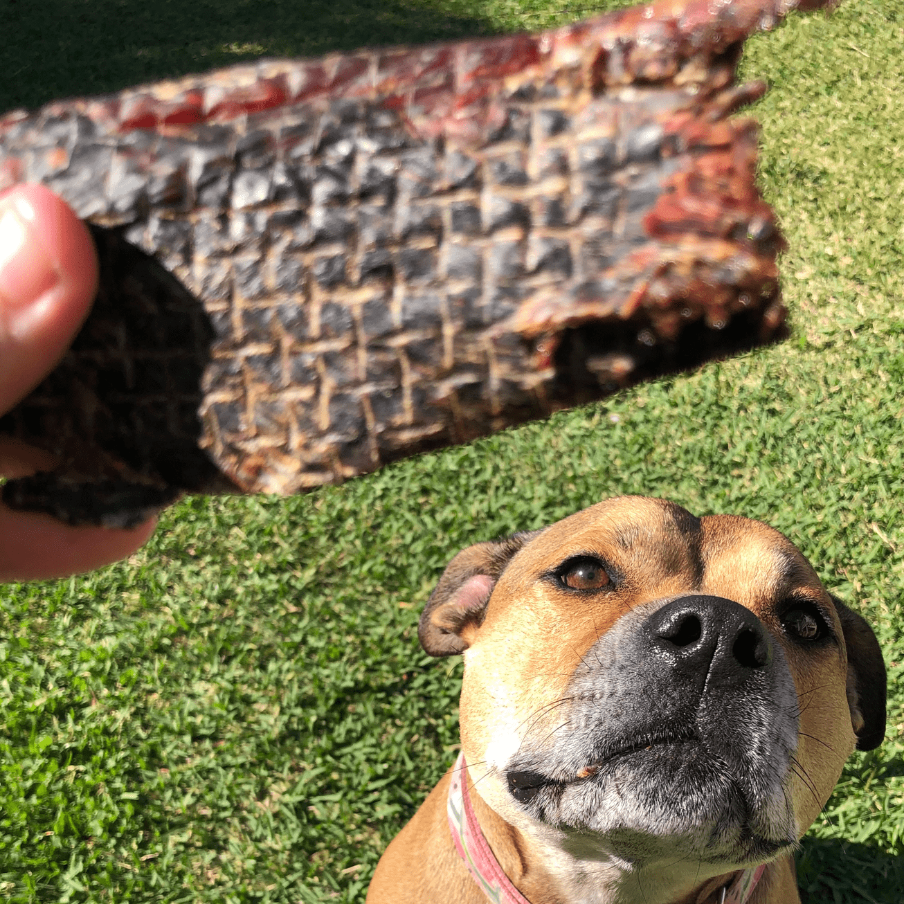 STOP! Jerky Time! - Kangaroo Jerky-Dog Treat-Rover Pet Products