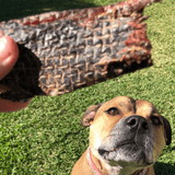 STOP! Jerky Time! - Kangaroo Jerky-Dog Treat-Rover Pet Products