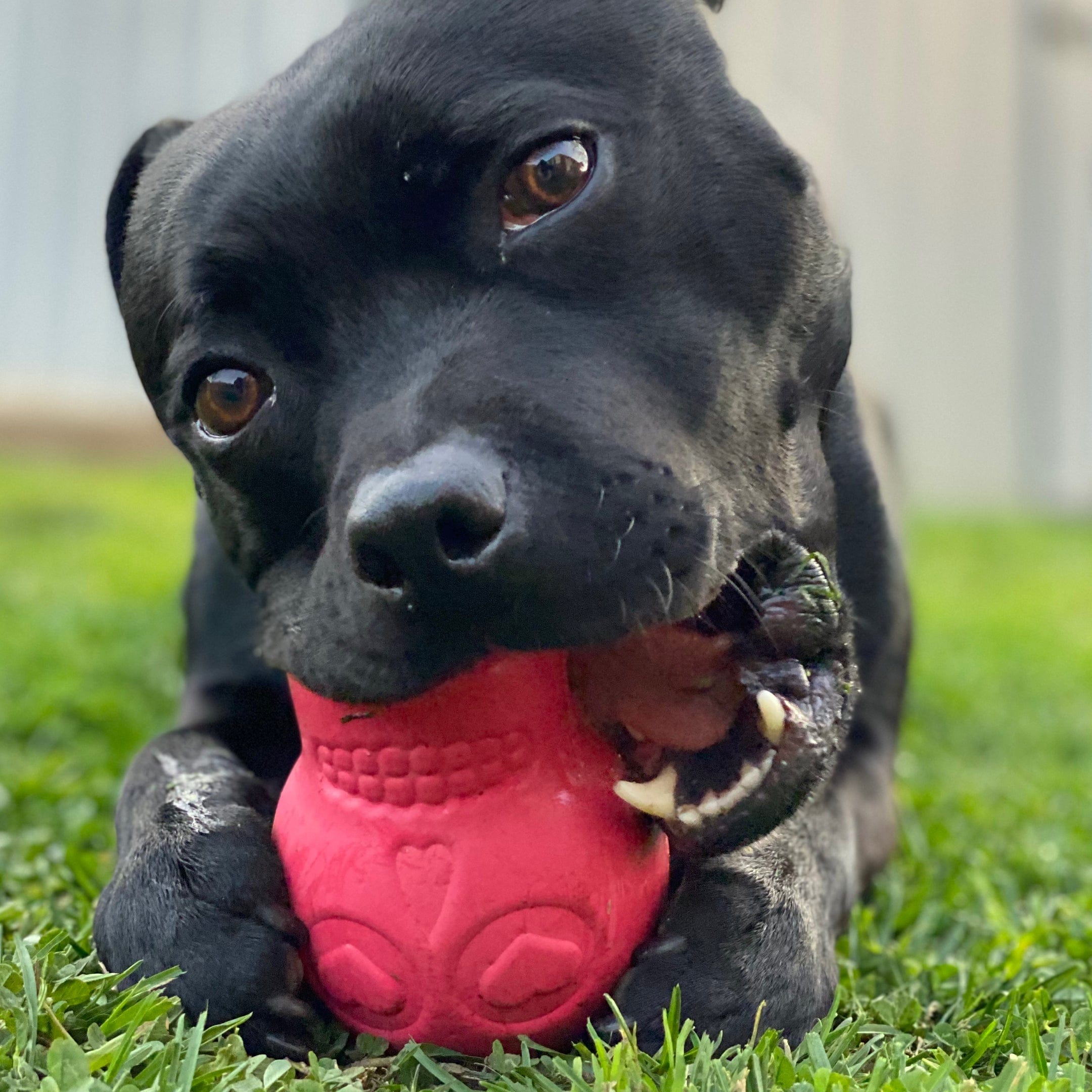 Sugar Skull-Dog Toy-Rover Pet Products