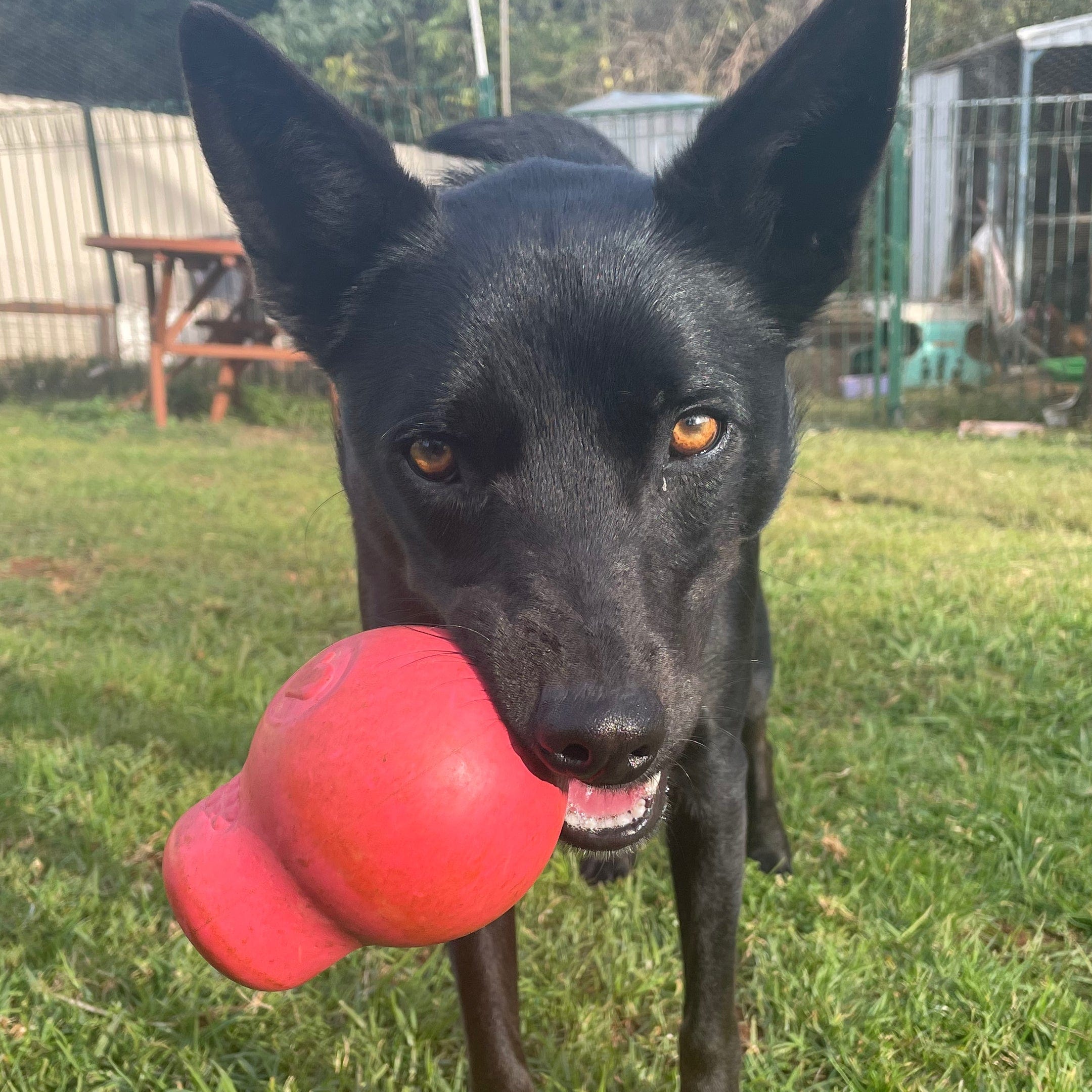 Sugar Skull-Dog Toy-Rover Pet Products