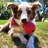 Sugar Skull-Dog Toy-Rover Pet Products