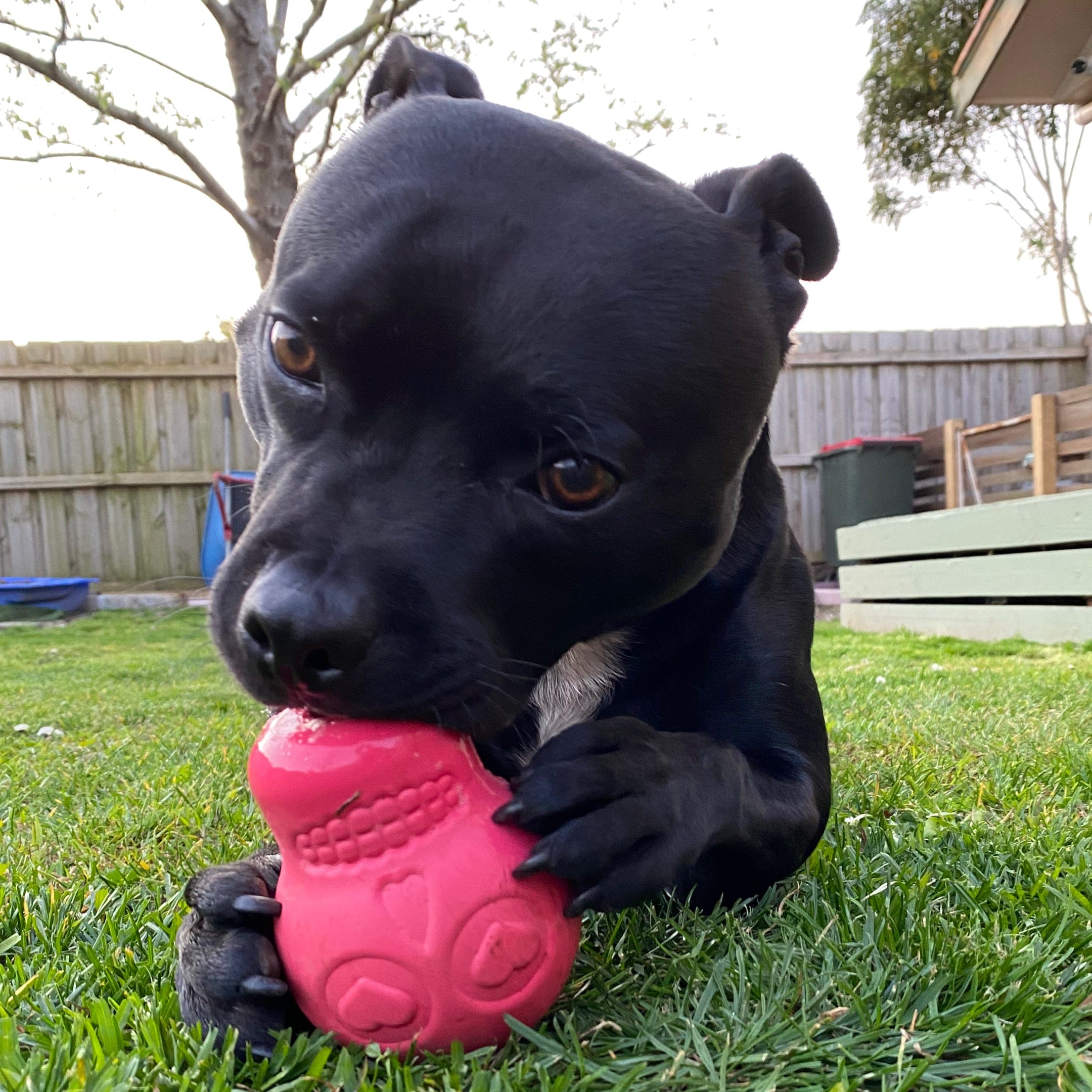 Sugar Skull-Dog Toy-Rover Pet Products