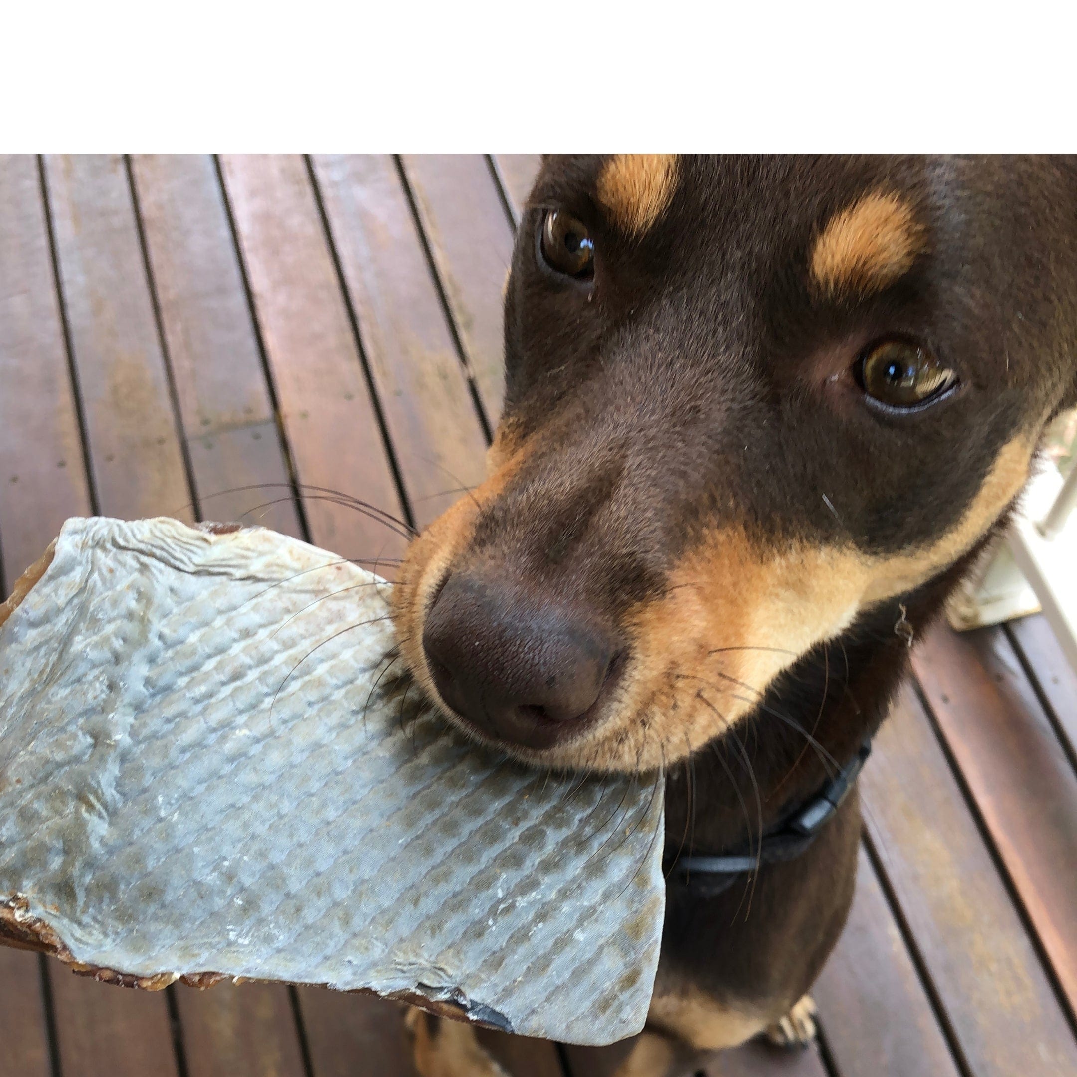 Sumthn' Fishee - Shark Skin-Dog Treat-Rover Pet Products