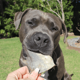 Sumthn' Fishee - Shark Skin-Dog Treat-Rover Pet Products