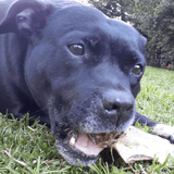 Sumthn' Fishee - Shark Skin-Dog Treat-Rover Pet Products