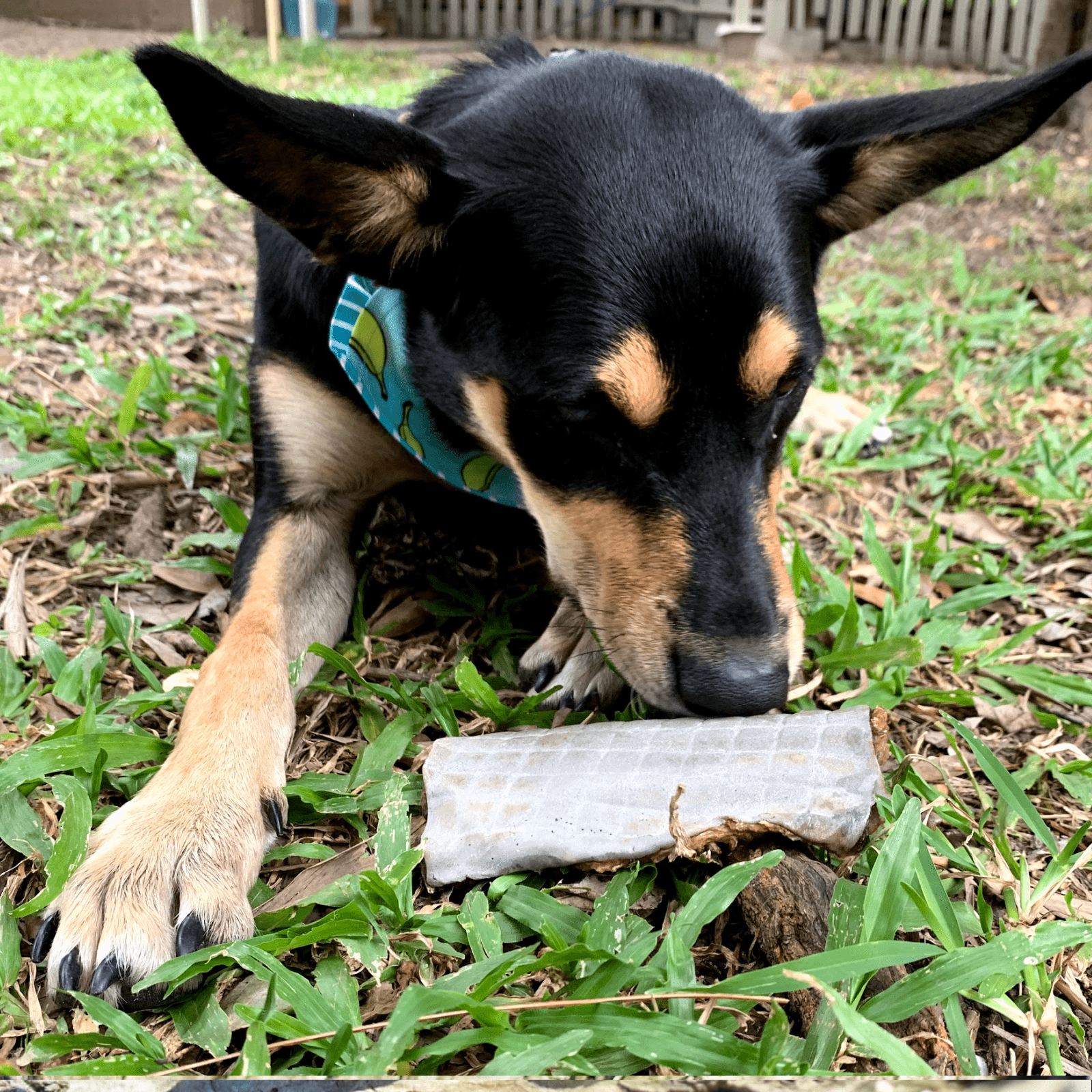 Sumthn' Fishee - Shark Skin-Dog Treat-Rover Pet Products