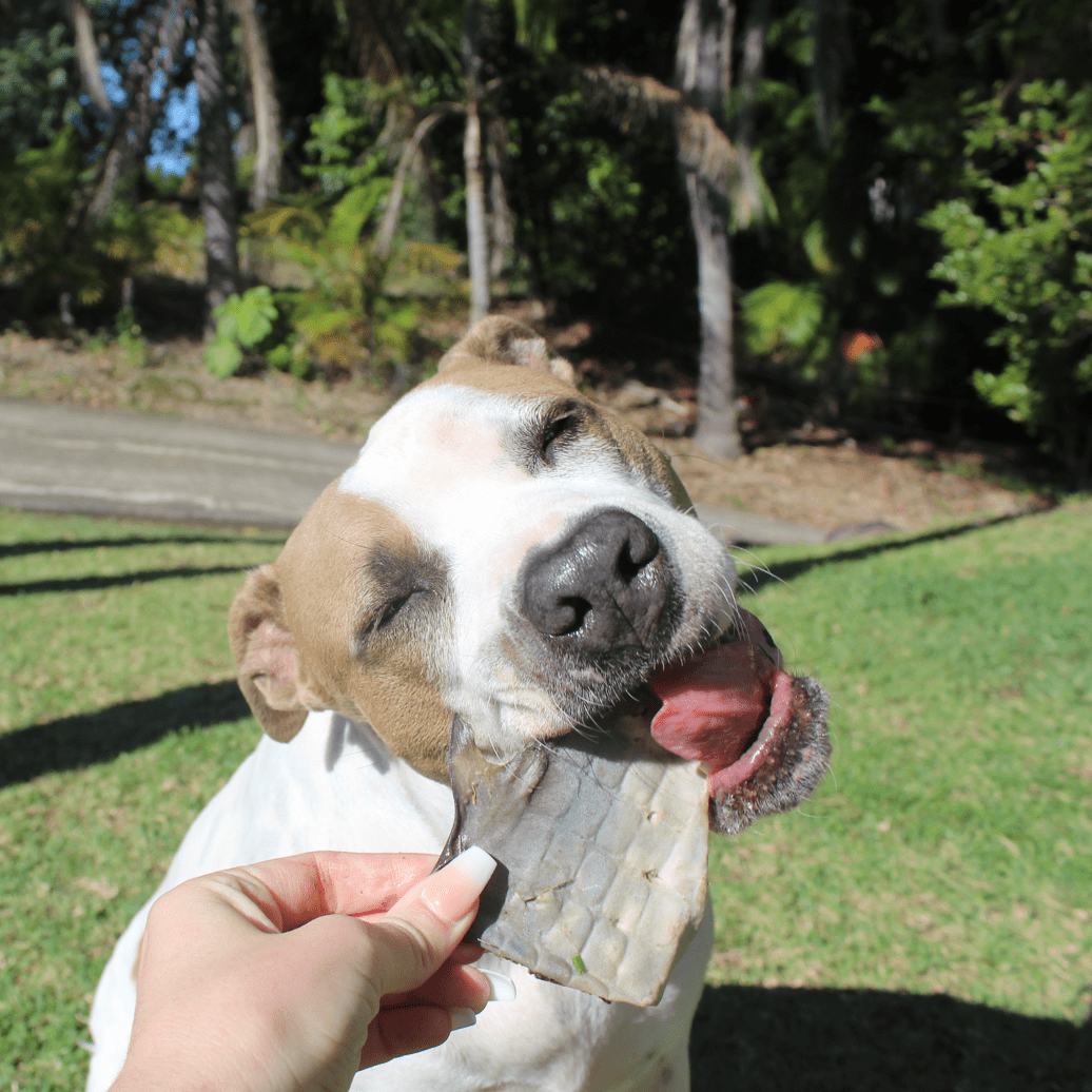 Sumthn' Fishee - Shark Skin-Dog Treat-Rover Pet Products
