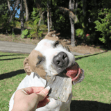 Sumthn' Fishee - Shark Skin-Dog Treat-Rover Pet Products