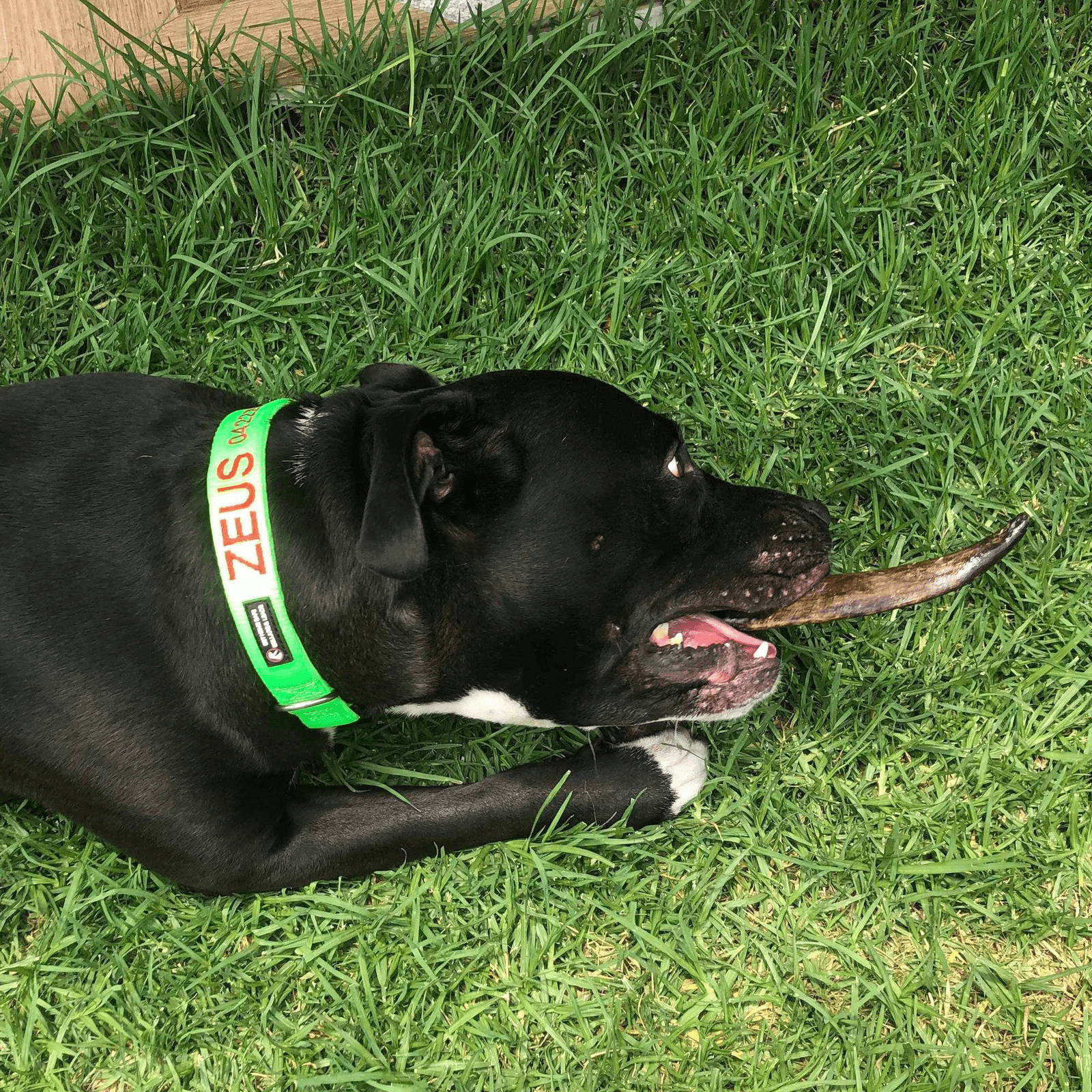 Too Horny - Goat Horn-Dog Treat-Rover Pet Products