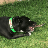 Too Horny - Goat Horn-Dog Treat-Rover Pet Products