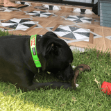 Too Horny - Goat Horn-Dog Treat-Rover Pet Products