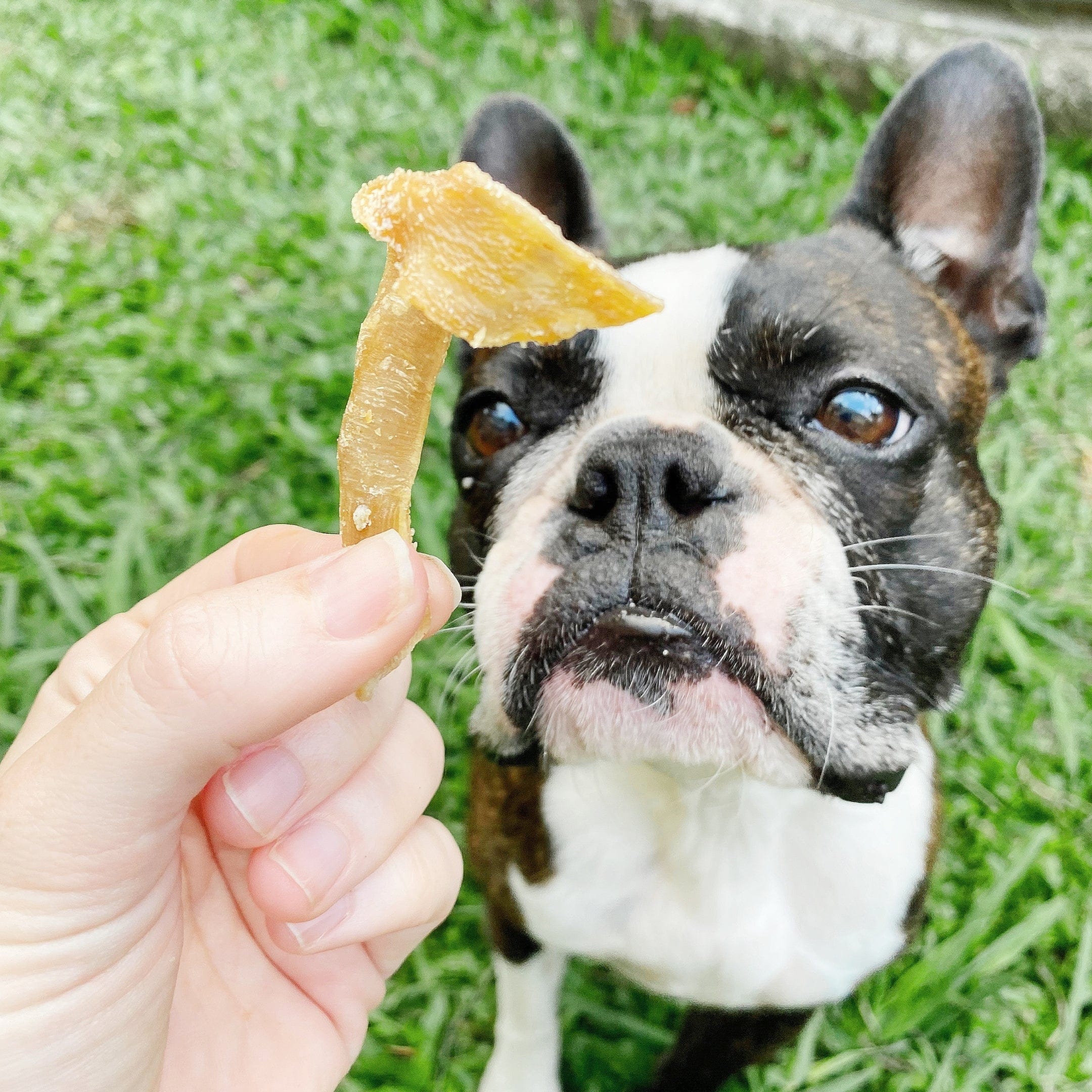 Trippn’ Tripe - Goat Tripe-Dog Treat-Rover Pet Products