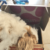 Tuff Dog Subscription-Rover Pet Products