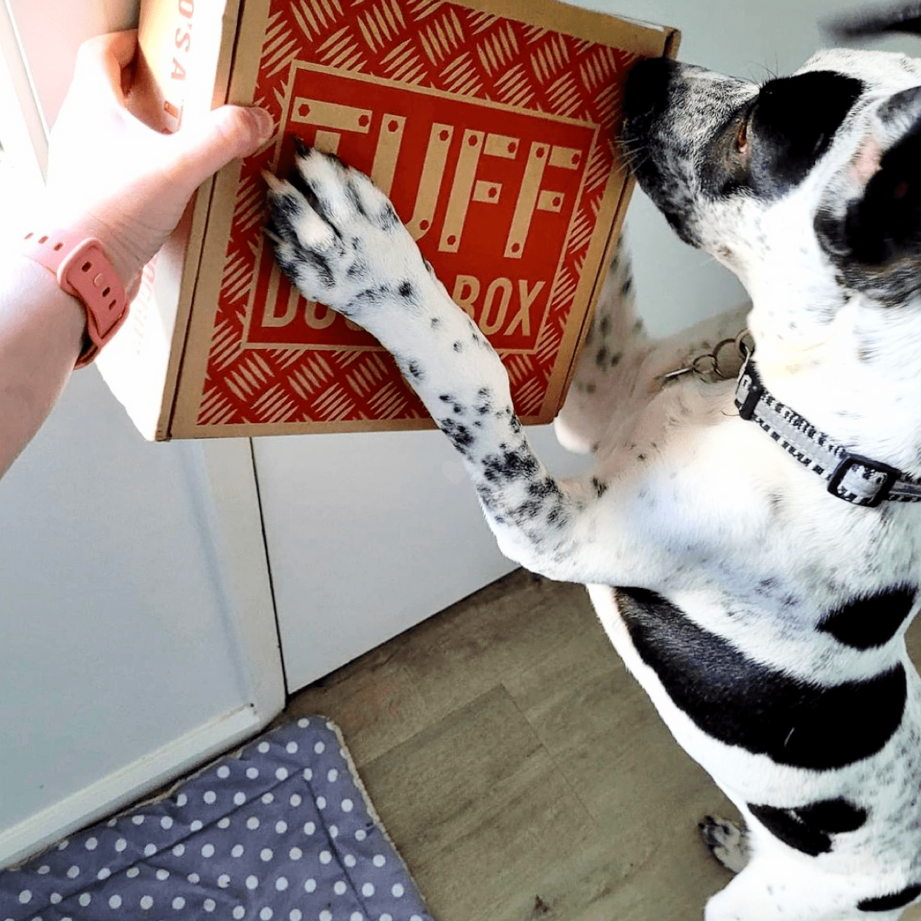 Tuff Dog Subscription-Rover Pet Products