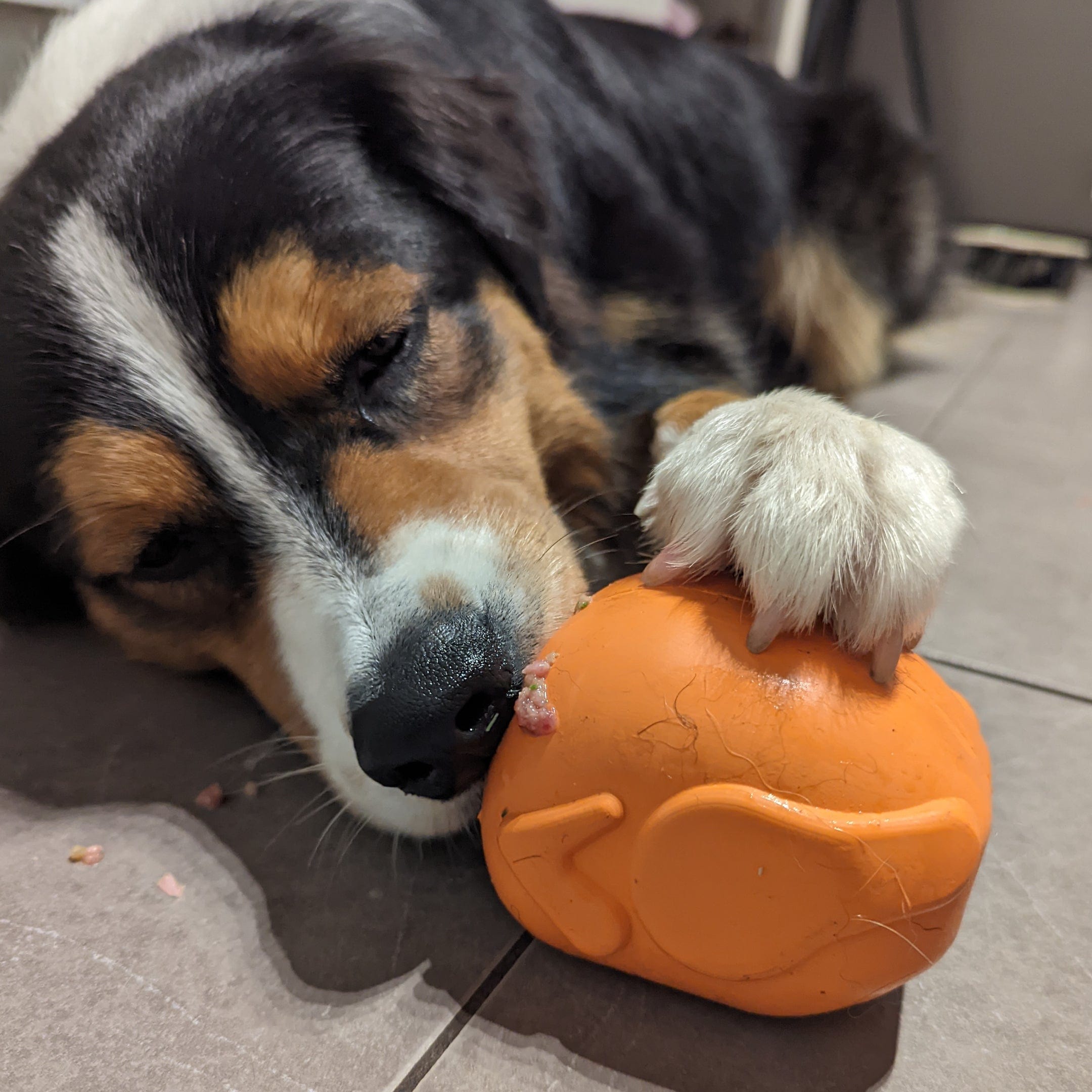 Turkey-Dog Toy-Rover Pet Products