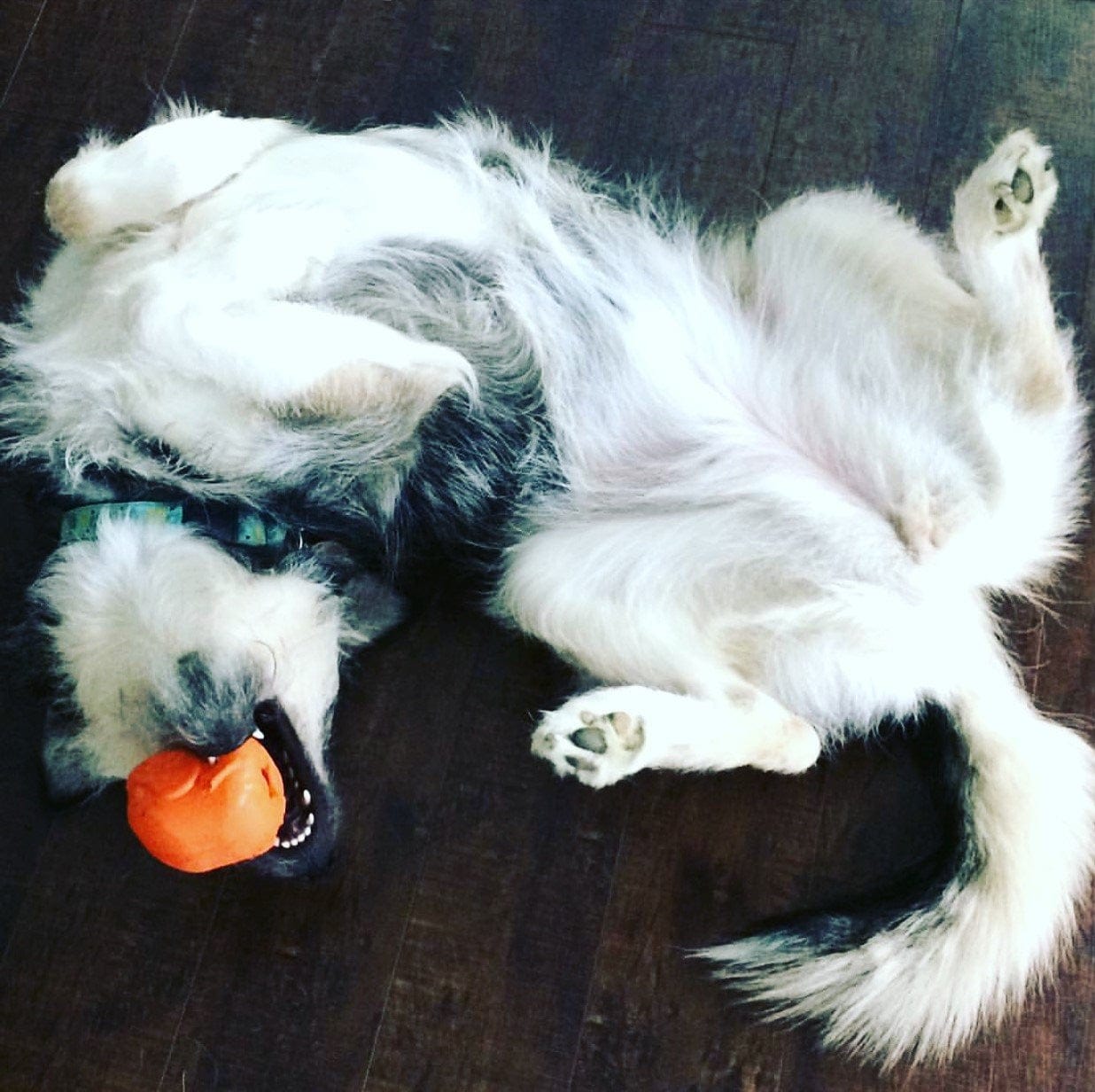 Turkey-Dog Toy-Rover Pet Products