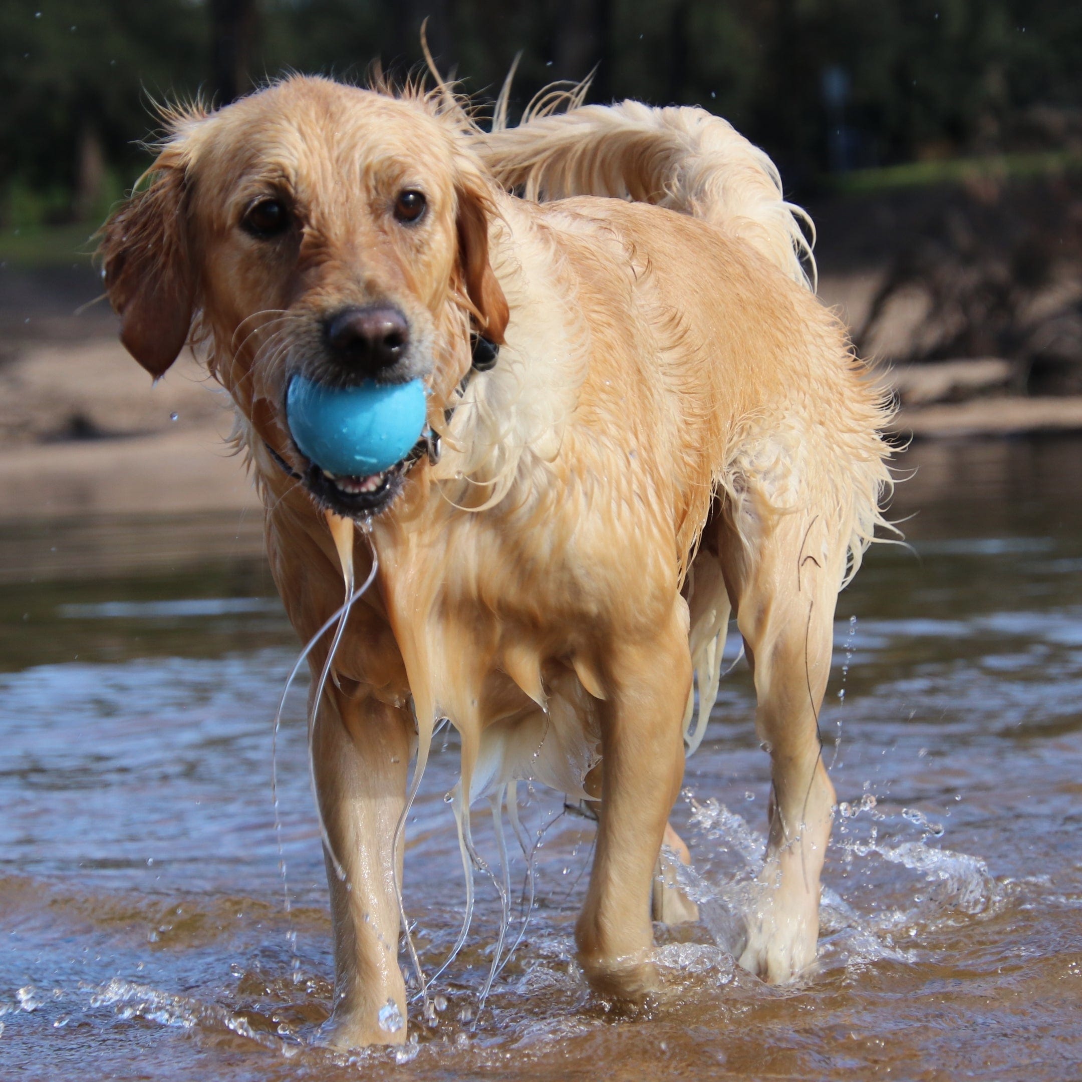 W-A-G Ball-Unclassified-Rover Pet Products