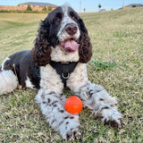 W-A-G Ball-Unclassified-Rover Pet Products