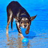 W-A-G Ball-Unclassified-Rover Pet Products