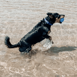 W-A-G Ball-Unclassified-Rover Pet Products