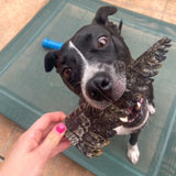 YOU CROC MY WORLD-Dog Treat-Rover Pet Products