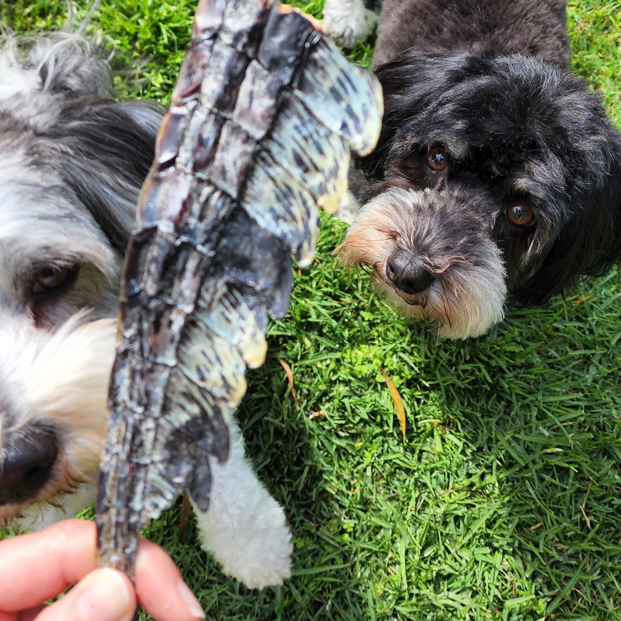 YOU CROC MY WORLD-Dog Treat-Rover Pet Products