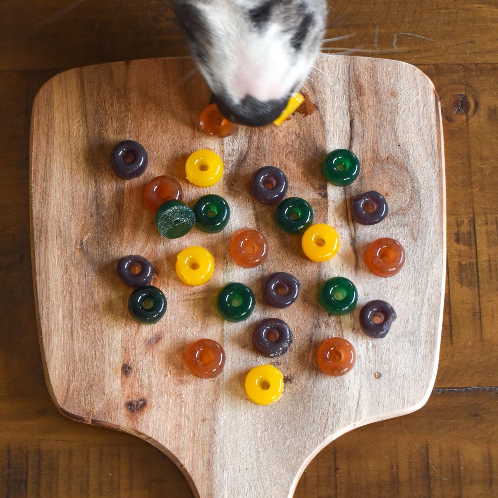 Is Gelatin Safe For Your Dog? Rover Pet Products