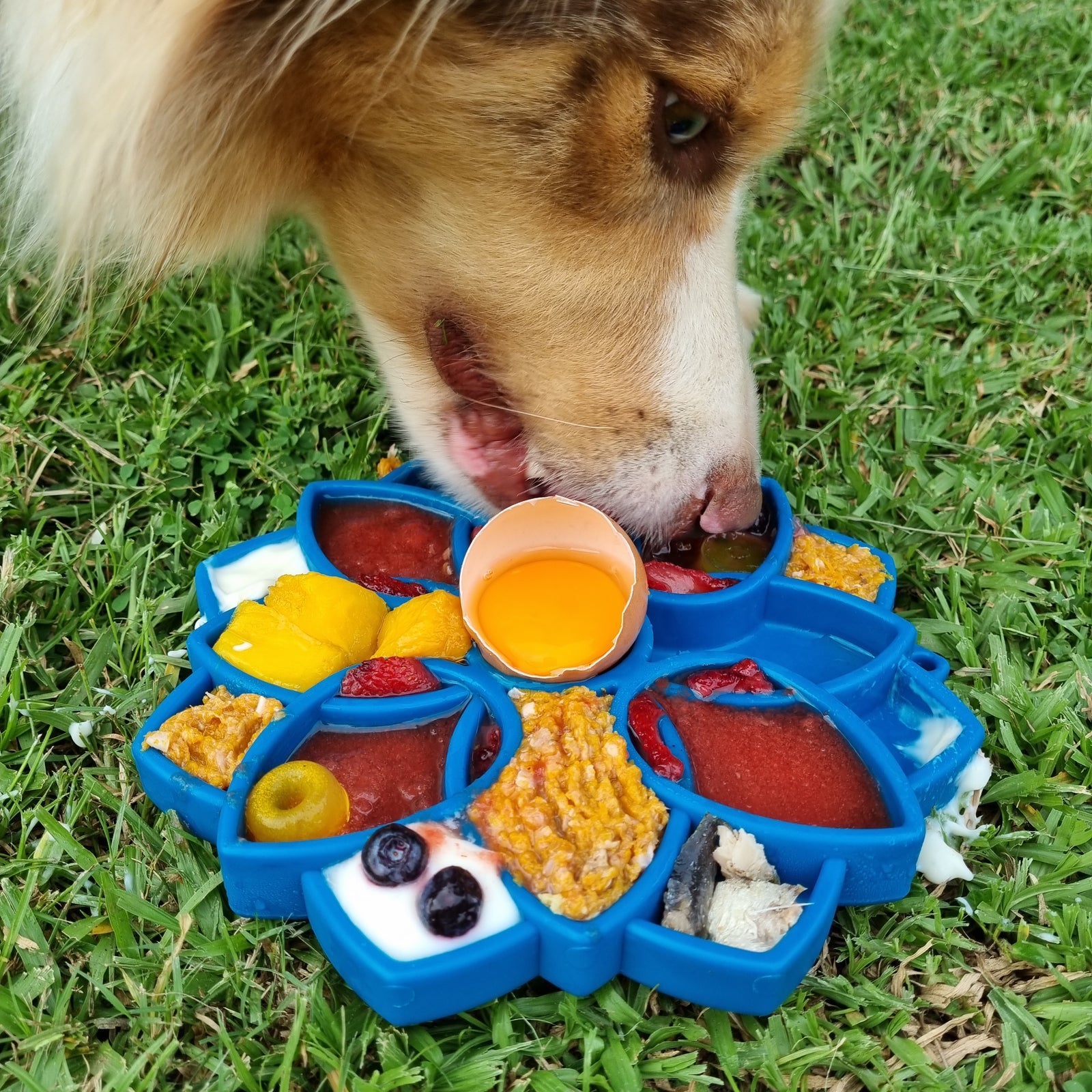 Eggs Why Your Dog Needs Them Rover Pet Products eggs-why-your-dog-needs-them-rover-pet-products