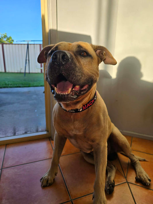 The Science of Stink: Why Your Dog’s Collar Smells (and How to Fix It)