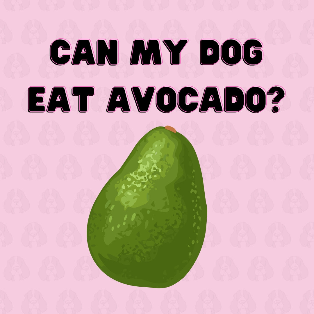 Can your dog eat Avocado?
