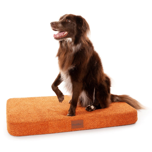 Orthopaedic vs. Memory Foam: What Does Your Dog Actually Need?