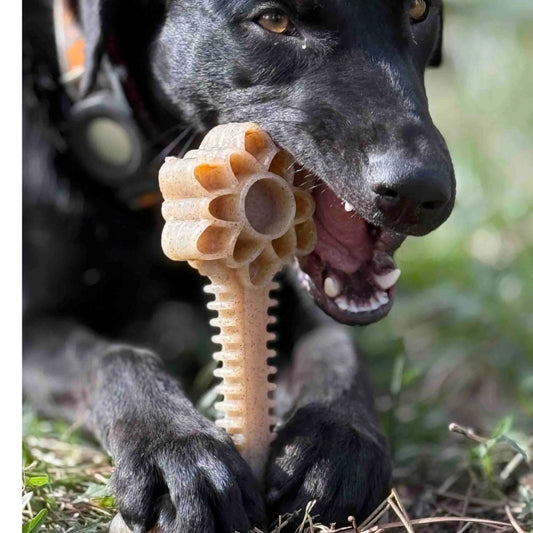 The Power Chewer Safety Manual: Durability Meets Dental Health