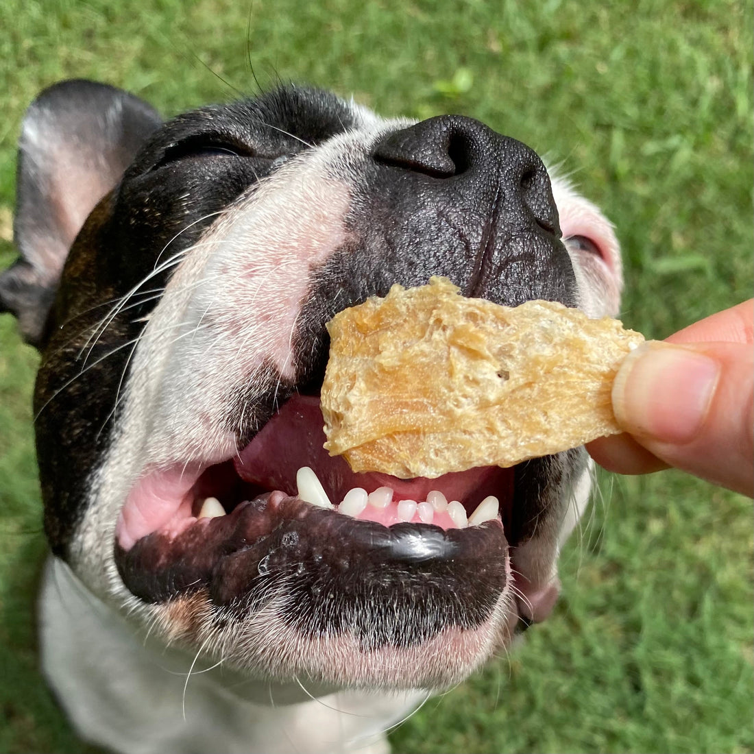 Single Ingredient Dog Treats: Check Our Label, Then Check Theirs