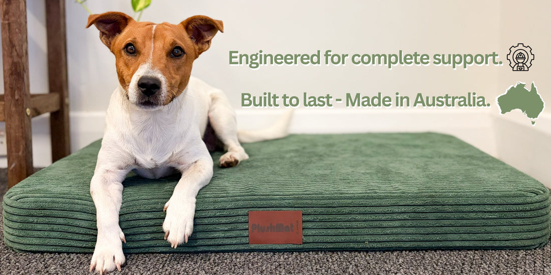 Do Calming Dog Beds Actually Work? The Kloud9 Story