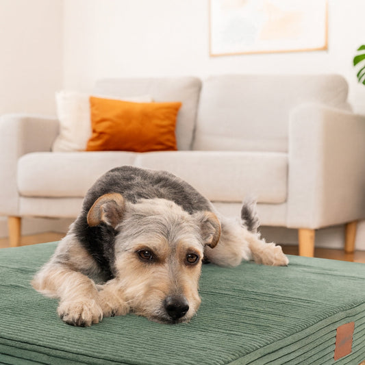 Custom Crate Mats: Finally, a Dog Bed That Actually Fits Your Crate