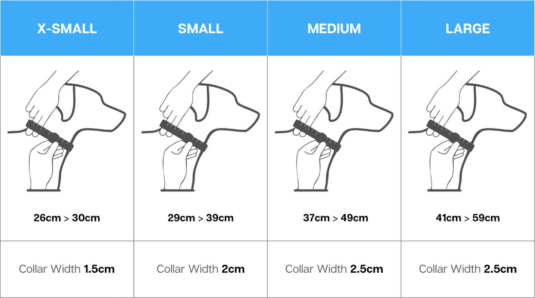 The Perfect Fit: A Guide to Measuring Your Dog for a New Collar