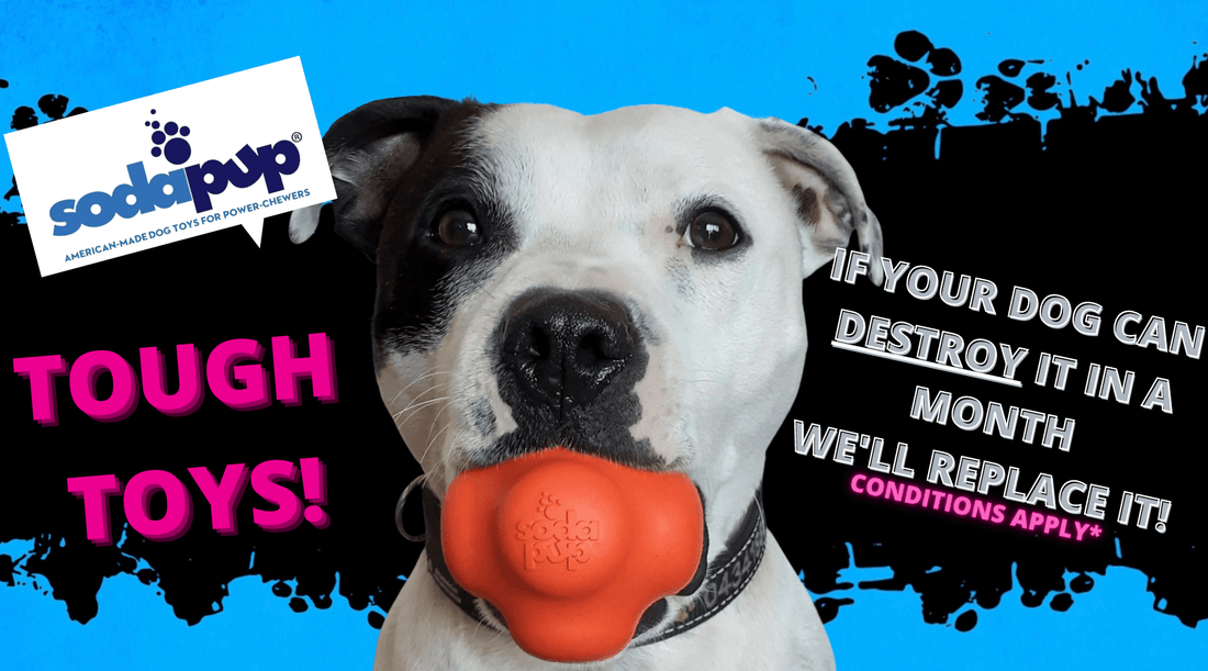 Tough Dog Toys for Power Chewers: The Honest Buying Guide