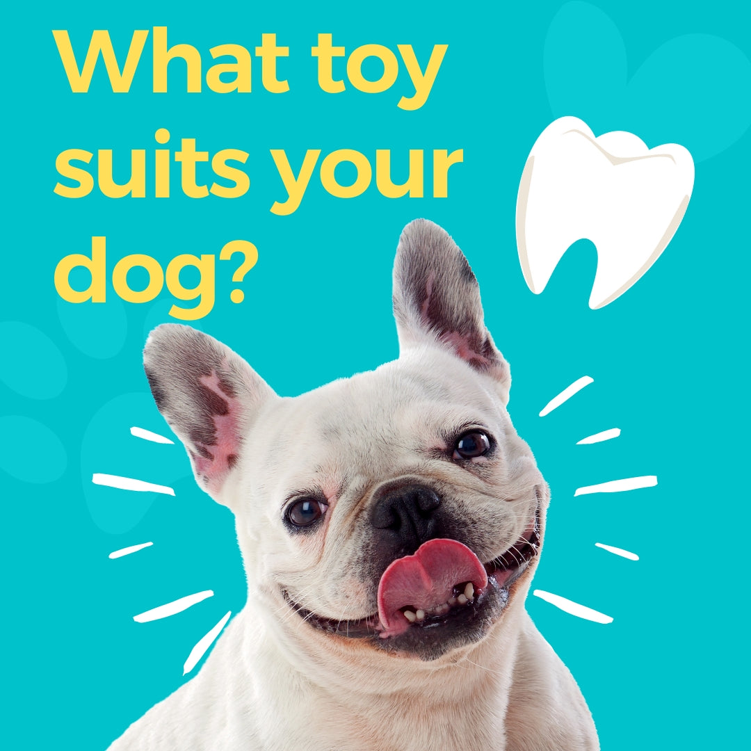 What toy suits your dog?