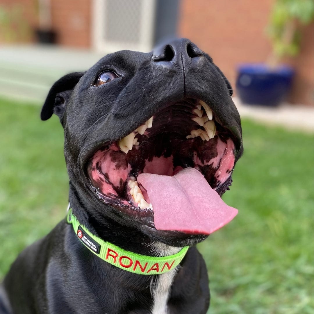 The Best Collar for Dogs That Swim: Meet the Aqua Dog