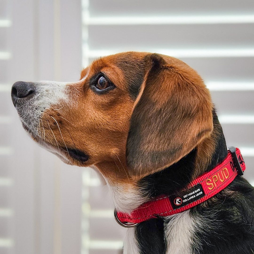 Originals, Camouflage, Aqua or Martingale: Choosing Your Dog's ID Collar