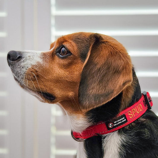 Originals, Camouflage, Aqua or Martingale: Choosing Your Dog's ID Collar