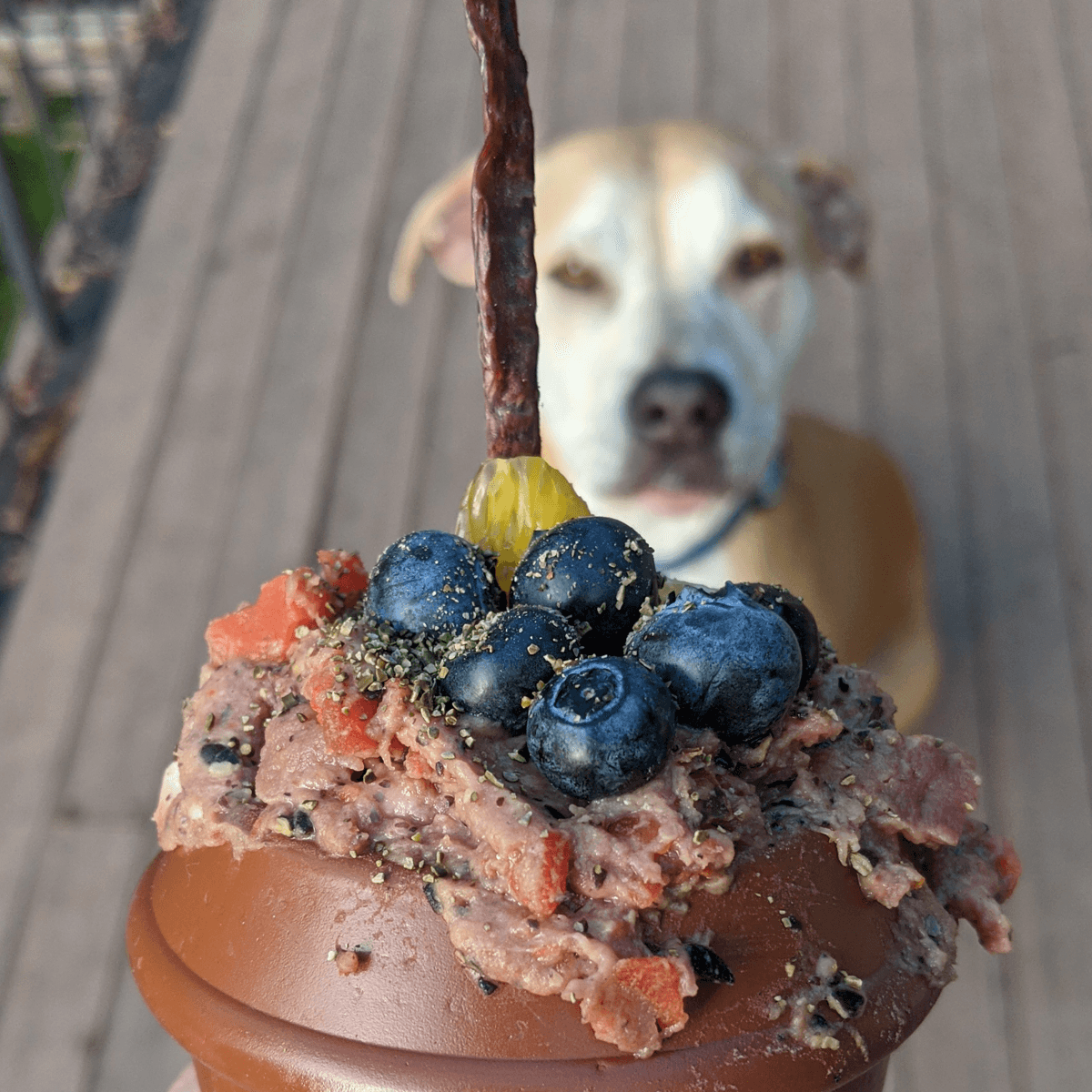 Enrichment and Play - By Kylie Hughes