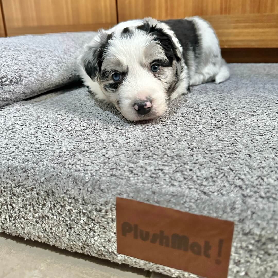 The Bouclé PlushMat!: A Dog Bed That Belongs in Your Living Room