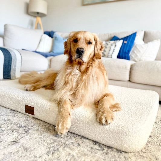 The Science of REM Sleep: Why Joint Support is the Key to Your Dog's Dreams